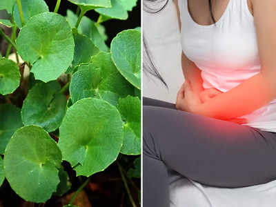 Gotu Kola Herb Benefits: আর্য়ুবেদ শাস্ত্রেও এই পাতার প্রচুর গুণাগুণ বর্ণিত রয়েছে, কী ভাবে ও কখন খাবেন থানকুনি পাতা?