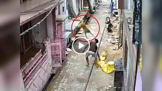 OMG Video: माकडाला दगड मारणं पडलं भारी, तरुणाला WWE स्टाईलमध्ये उलचून आदळलं