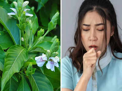 Ayurveda for Cough: ठंड शुरू होते ही खांसी ने कर दी हालत खराब? ये 5 आयुर्वेदिक जड़ी बूटी देंगी तुरंत आराम