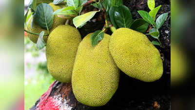 Jackfruit Side Effects: कटहल को बिल्कुल ना खाएं ये लोग, सांस आनी हो जाएगी बंद