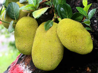 Jackfruit Side Effects: कटहल को बिल्कुल ना खाएं ये लोग, सांस आनी हो जाएगी बंद