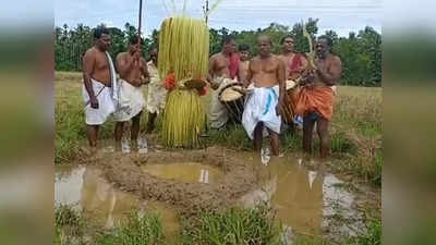 തുലാം പിറന്നു, വിത്തെറിയാൻ വാളും പരിചയുമേന്തി വലിയവളപ്പിൽ ചാമുണ്ഡി ഇറങ്ങി, ഇനി തിമിരിക്ക് പാടത്തിറങ്ങാം