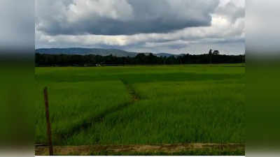 വീണ്ടും പച്ചപ്പണിഞ്ഞ് ചേകാടി; ഗന്ധകശാലയെ കൈവിടാതെ നെല്‍കര്‍ഷകര്‍