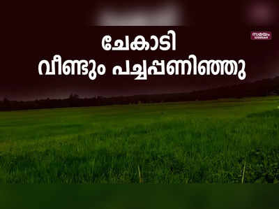 ചേകാടി പാടശേഖരത്തില്‍ വീണ്ടും ഗന്ധകശാല നിറഞ്ഞു...