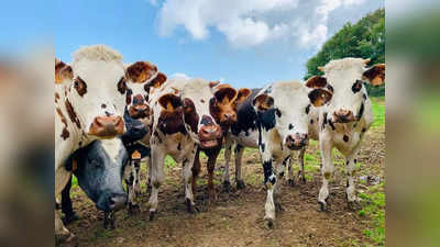 न्यूजीलैंड में गायों की डकार पर टैक्‍स लगाने की योजना से मचा बवाल, सड़कों पर उतरे किसान