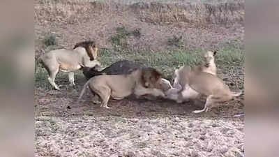 Video: बायकोच्या भांडणात सिंहानं शिकार गमावली, केवळ ३० सेकंदात म्हशीनं फिरवली बाजी