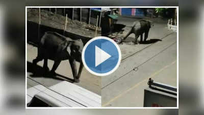 Video: हत्तीसमोर गाडी पार्क करू नका, अन्यथा…, पुढे काय घडतं आता तुम्हीच पाहा