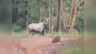 Jungle News: 49 सेकंड की मेहनत के बाद मायूस हो गया बाघ, नीलगाय के आगे दुबकने वाला आइडिया फेल