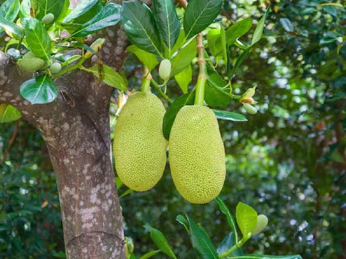 ​ചക്കയുടെ മറ്റ് ഗുണങ്ങള്‍