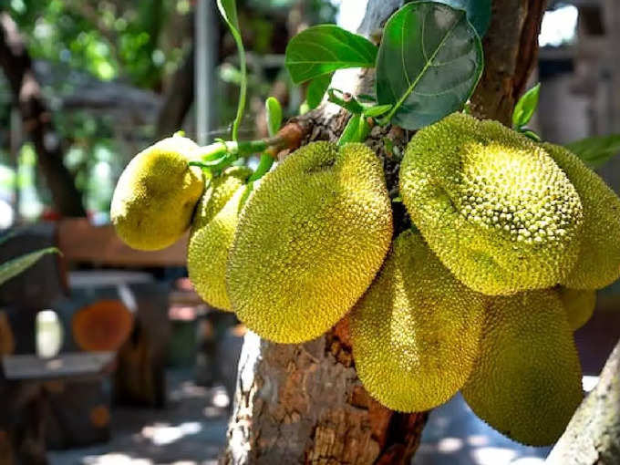 ​ചക്കയിലെ പോഷകം