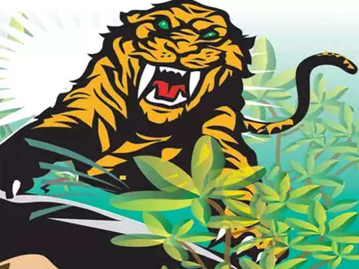 four people have lost lives in a tiger attack in chandrapur in three days