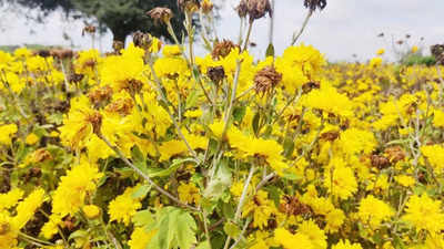 Gadag Flower Business - ‘ಹೂವುಗಳ ಕಾಶಿ’ ಎನಿಸಿದ್ದ ಗದಗ ಜಿಲ್ಲೆಯಲ್ಲಿ ಈ ಬಾರಿ ಹೂವುಗಳಿಗೆ ಬರ