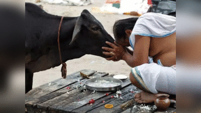 Govatsa Dwadashi 2022: गोवत्स द्वादशी आज, इसलिए आज दूध पीना मानते हैं अशुभ