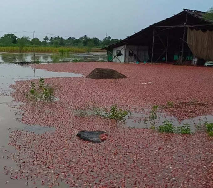 कांदा पाण्यावर तरंगताना दिसत होता