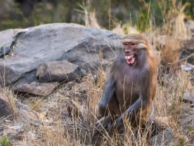 देख रहा है बिनोद...