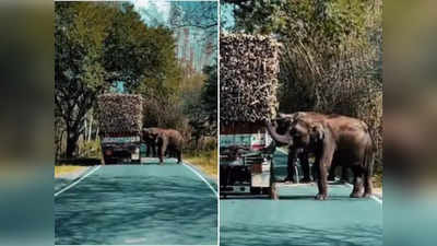हाथियों के झुंड ने हाईवे पर रोका ट्रक, फिर गजराज ने ऐसे की टैक्स की वसूली