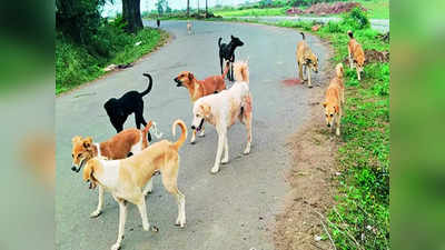 Delhi News: दिल्ली के सभी कुत्तों की तरफ से यह अर्जी है... हाई कोर्ट ने एमसीडी से मांगा जवाब