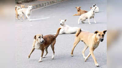 Stray Dogs Issue: રખડતાં કૂતરાઓને તમારા ઘરમાં ખવડાવો, એનિમલ લવર્સને હાઈકોર્ટની ચેતવણી