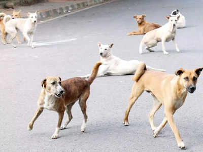 Stray Dogs Issue: રખડતાં કૂતરાઓને તમારા ઘરમાં ખવડાવો, એનિમલ લવર્સને હાઈકોર્ટની ચેતવણી