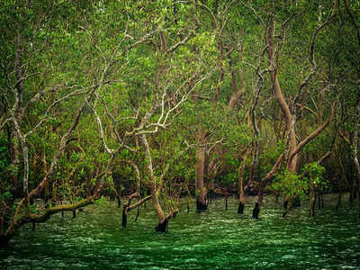 Sundarbans National Park: ఇండియాలోనే అరుదైన నేషనల్ పార్క్.. తప్పక చూడాల్సిన మాంగ్రూవ్ అడవులు