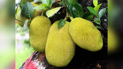 Jackfruit Side Effects : या लोकांनी चुकूनही खाऊ नये फणस, शरीराचा ऑक्सिजन पुरवठा व श्वास मिळणं होईल कायमचं बंद