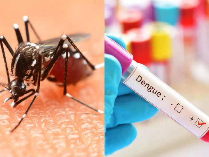 कोणत्या मच्छरमुळे होतो डेंग्यू