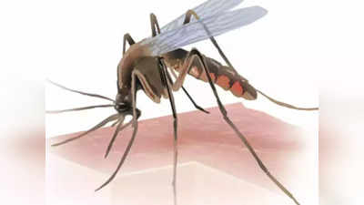 यूपी में डेंगू का कहर, नोएडा समेत प्रयागराज में दो की मौत, स्वास्थ्य महकमे में मचा हड़कंप