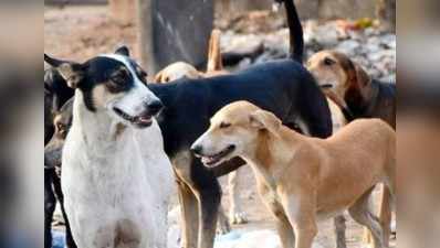 Hamirpur News : आवारा कुत्ते बने जान की दुश्मन, कुत्तों ने 6 हजार से अधिक लोगों को बनाया शिकार
