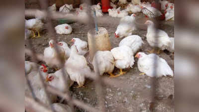 Kolkata Chicken Price: কলকাতায় দেদার সস্তা চিকেন! কেজিতে 80 টাকা কমল দাম