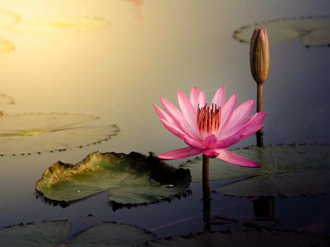 ​৩. পদ্মের বীজ সর্দি-কাশি কমায় (Lotus Seeds)
