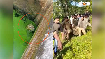 Siliguri News : সারারাত সাঁতার কেটে ক্লান্ত! নকশালবাড়িতে চা বাগানের জলাশয়ে ডুবে মৃত্যু চিতাবাঘের