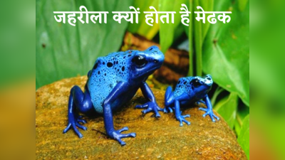 Poison Frog : रंगीन मेंढक दिखे तो संभल जाइएगा! छूने भर से हार्ट फेल हो सकता है