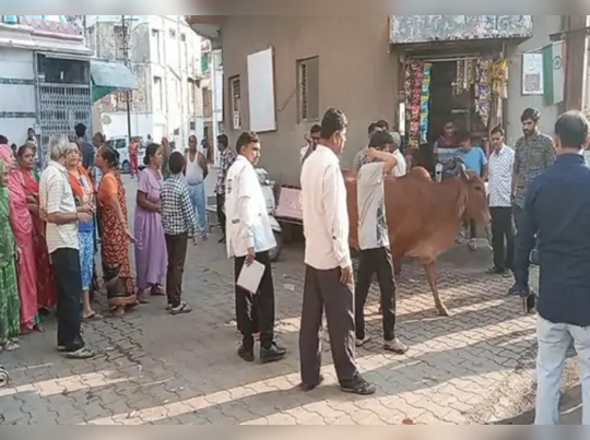 ભાવનગર: રખડતા ઢોરની અડફેટે બાઈક સવારનું મોત, દિવાળીમાં વાઘેલા પરિવાર થયો શોકમય 