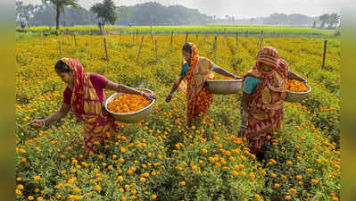 Flower Industry - ಭಾರೀ ಮಳೆಯಿಂದಾಗಿ ಪುಷ್ಪೋದ್ಯಮಕ್ಕೆ ಕಂಟಕ