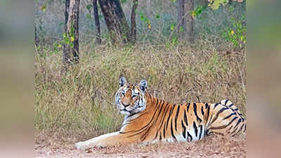 Chhindwara : चौरई के रिहायशी इलाके में बाघ की चहलकदमी से दहशत, वन महकमा अलर्ट