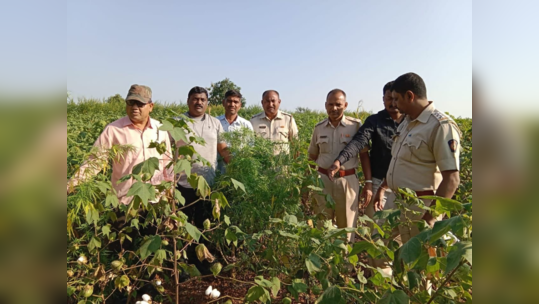 कापसाच्या शेतीत शेतकऱ्याने केला भलताच प्रयोग, छापा टाकताच पोलिसांना फुटला घाम