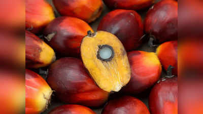 Palm Oil : किचन से लेकर बाथरूम तक घरों में जमकर यूज होता है यह फल, क्या आपको इसके बारे में पता है?