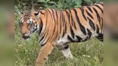 Gopalganj News : गोपालगंज के दियारा में बाघ का खौफ, वन विभाग ने शुरू किया रेस्क्यू अपरेशन, जानें ताजा अपडेट