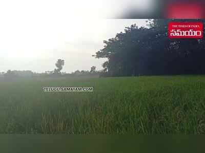 పార్వతీపురం: ఏనుగుల బీభత్సం.. పంటలు ధ్వంసం