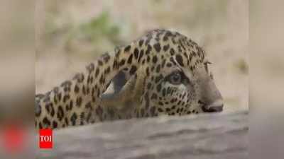 Leopard: ಮುಂಬೈ ಹೊರ ವಲಯದಲ್ಲಿ ಚಿರತೆ ದಾಳಿಗೆ ಒಂದೂವರೆ ವರ್ಷದ ಬಾಲಕಿ ಬಲಿ