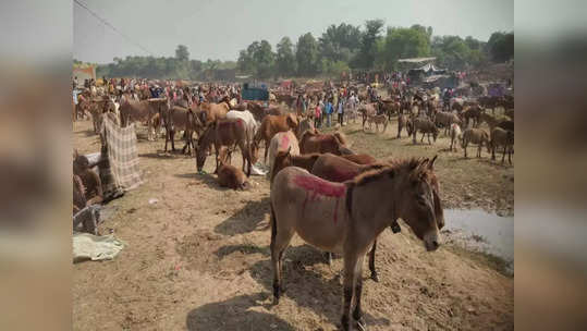 रामाच्या नगरीत मुघलांची परंपरा अजूनही जिवंत, गाढवांच्या जत्रेत सलमान, शाहरुख, आमिरची लागते बोली