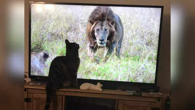 सिंहाला पाहून वाघाच्या मावशीची हवा टाईट, मांजरीचा Video पाहून हसू आवरणार नाही
