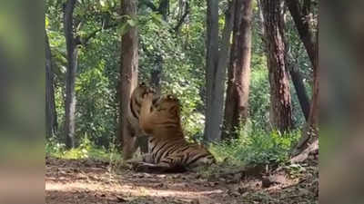 चूमी, पंजा मारी और लेट गई... जंगल में अपने शावकों को  ऐसे TIGER बना रही बाघिन, देखें अद्भुत वीडियो