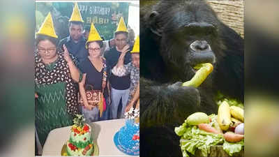 Alipore Zoo Chimpanzee Babu : বাবুর জন্য মেয়ে খুঁজছেন মীর-সোহিনী, জন্মদিনের পার্টিতে চিড়িয়াখানায় চাঁদের হাট