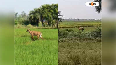 Birbhum News : বীরভূমে ধানজমিতে হরিণ না নীলগাই? রহস্য ফাঁস বন দফতরের