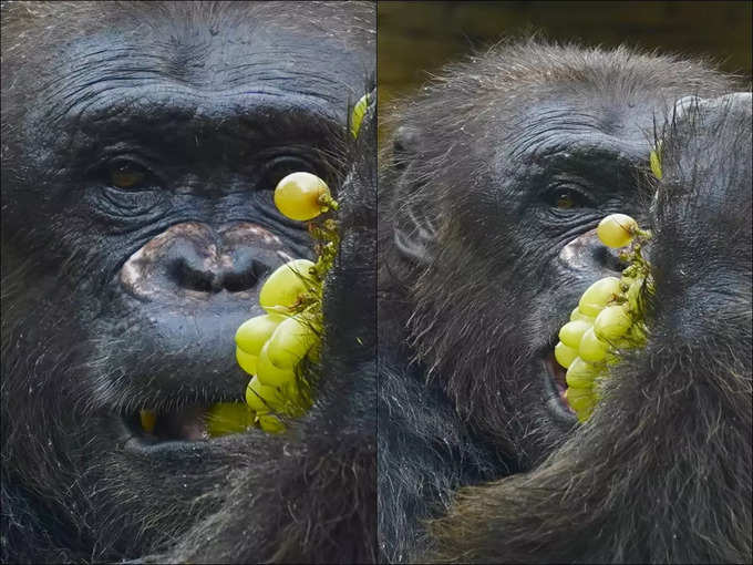 শিম্পাঞ্জি বাবুর জন্মদিন