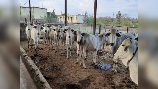 तस्करीचे रॅकेट उघड! गो-शाळेतून जनावरांची विक्री; संस्थाचालकांसह वैद्यकीय अधिकाऱ्यांवर गुन्हे