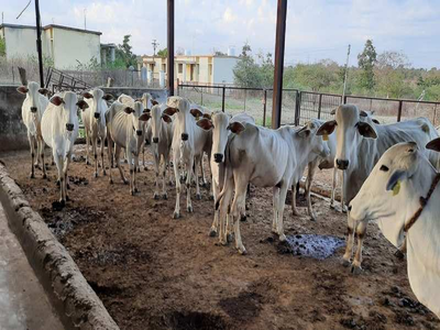 तस्करीचे रॅकेट उघड! गो-शाळेतून जनावरांची विक्री; संस्थाचालकांसह वैद्यकीय अधिकाऱ्यांवर गुन्हे