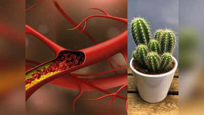 घर में लगे इस पौधे को Show Plant समझना है भूल, कैंसर-कोलेस्ट्रॉल रखना है कंट्रोल को रोज पीएं इसका जूस