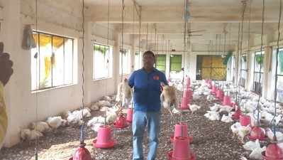 कन्नौज में हुई अनोखी लूट, पोल्ट्री फार्म से चोरों ने चुराए 400 मुर्गे, मामला दर्ज